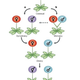 Illustration for article titled Scientists Explain How Males Evolved From A Self-Fertilizing "Third Sex"